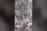 Elazığ’da domuz sürüsü görüntülendi