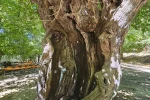 Elazığ’da dut ağaçları zamana direniyor 
