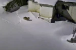 Elazığ’da evin çevresinde yiyecek arayan kurt kamerada