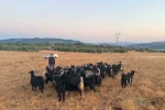 Elazığ’da kaybolan 30 keçi dron destekli çalışmayla bulundu