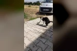 Elazığ’da kediyle yılanın kavgası kameraya yansıdı