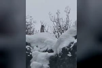 Elazığ’da koruma altındaki vaşak görüntülendi 