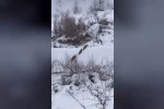 Elazığ’da kurt sürüsü görüldü 