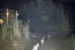 Elazığ’da kurtlar sürü halinde görüldü