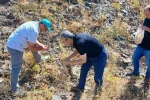 Elazığ’da maden çayı tohumu toplama çalışması