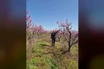 Elazığ’da meyve bahçelerinde entegre mücadele çalışması