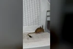 Elazığ’da nesli tehdit altında olan Arap Tavşanı görüldü 