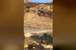 Elazığ’da nesli tükenme tehdidi altında olan dağ keçileri görüldü