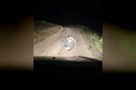 Elazığ’da oklu kirpi görüntülendi