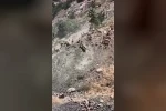 Elazığ’da sürü halinde dağ keçileri görüldü