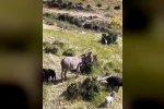 Elazığ’da sürüden ayrılan eşeği dronun sesi geri getirdi 