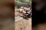 Elazığ’da uçurumdan yuvarlanan inek kurtarıldı