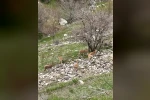 Elazığ’ın tarihi mahallesi Harput’ta dağ keçileri görüntülendi