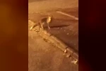 Elmadağ’da aç kalan tilkiler şehir merkezine indi