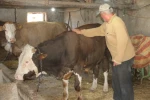 Emekli olan elektrik mühendisi huzuru köyde buldu
