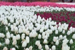 Emirgan Korusu’nda lale festivali başladı