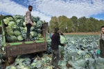 Erciş’te lahana hasadı başladı