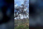 Ergani’de badem ağaçları erken çiçek açtı