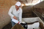 Erken doğan buzağısına bebek gibi bakıyor