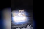 Erzincan’da aç kalan kurtlar köye indi