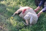 Erzincan’da başıboş sokak köpekleri 6 kuzuyu telef etti