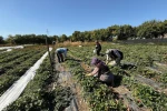 Erzincan’da çilek üretimi yaygınlaşıyor