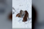 Erzincan’da iki vaşak görüntülendi