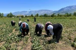 Erzincan’da kadın tarım işçileri kavurucu sıcakta pancar mesaisi yapıyor