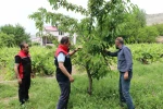 Erzincan’da kiraz hasadında bereketli sezon