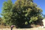 Erzincan’da köylülerin zorlu ceviz hasadı başladı