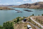 Erzincan’da yetişiyor, Trabzon ve Elazığ’da somona dönüşüyor