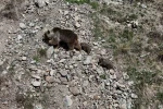 Erzurum Oltu’da bozayı iki yavrusuyla görüntülendi 