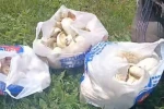 Erzurum’da sağanak yağışların ardından mantar bereketi: 45 dakikada poşetler doldu
