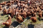 Ev kiraları şehirden kaçırdı, köyde "gezen tavuk" çiftliği kurdu