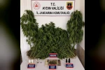 Ev ve bahçesinde kenevir yetiştiren şüpheli yakalandı
