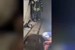 Evde görülen zehirli engerek itfaiye ekiplerince yakalandı