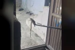 Eve giren yılan yakalanarak doğaya bırakıldı