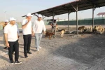 Eyyübiye, sokak hayvanları sorununu çözdü