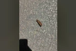 Fabrikaya atmaya çalıştığı patlayıcı elinde patladı