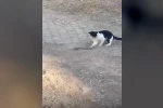 Fareyle oynar gibi yılanla oynadı, ağzıyla kapıp uzaklaştı