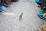 Feke’de yerleşim alanına inen kurt görüntülendi