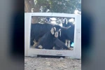 Fenomen çoban bu kez ekran başına geçen keçisine seslendirme yaptı