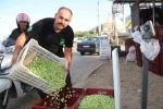 Fethiye’de zeytin hasadı başladı 