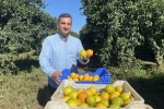 Finike’de portakal sezonu başladı, 250 bin ton rekolte bekleniyor