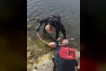 Flamingoya hayat veren kurtarma operasyonu 