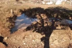 Fotokapanla yaban domuzunun çamur banyosu ve kurdun av peşindeki anı kaydedildi