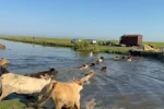 Gala Gölü’nde yükselen sular hayvanlarda göçü başlattı