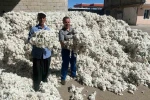 Gaziantep’in Araban ilçesinde pamuk hasadı başladı