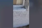 Gaziantep’in Oğuzeli ilçesinde sinek istilası