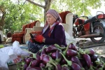 Gaziantepli kadınların kurutmalık mesaisi devam ediyor